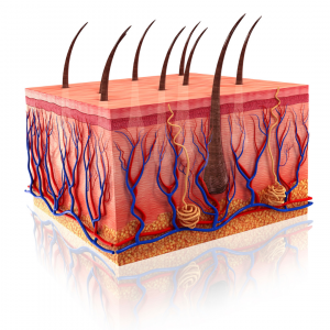 skin anatomy